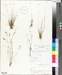 Juncus diffusissimus image