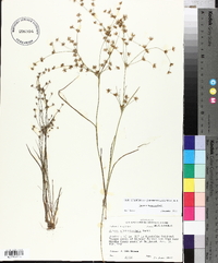 Juncus diffusissimus image