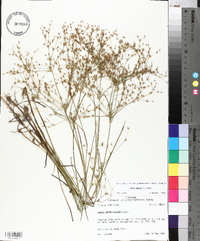 Juncus diffusissimus image