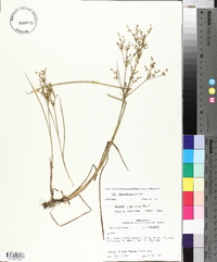 Juncus diffusissimus image