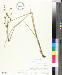 Juncus validus image