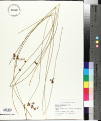 Juncus coriaceus image