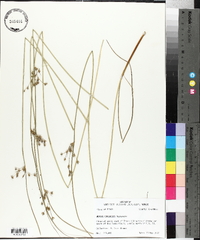 Juncus coriaceus image