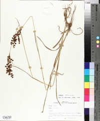 Juncus biflorus image