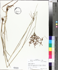 Juncus biflorus image