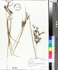 Juncus biflorus image