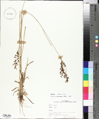 Juncus biflorus image