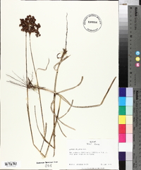 Juncus biflorus image