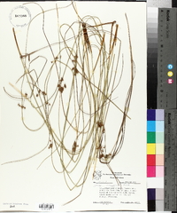 Juncus coriaceus image