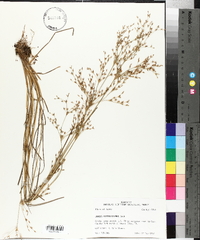 Juncus diffusissimus image