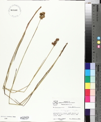 Juncus brachycarpus image