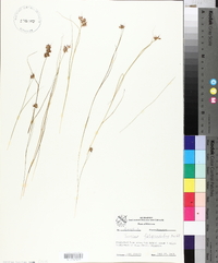 Juncus filipendulus image