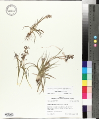 Luzula bulbosa image