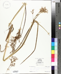 Juncus effusus var. solutus image