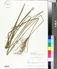 Juncus nodatus image