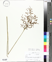 Juncus nodatus image