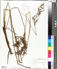 Juncus nodatus image