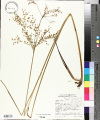 Juncus nodatus image