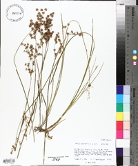 Juncus ensifolius var. montanus image