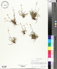 Juncus repens image