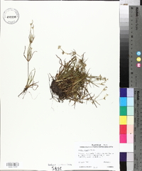 Juncus repens image