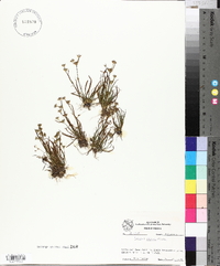 Juncus repens image