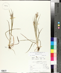 Luzula bulbosa image