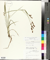 Luzula bulbosa image