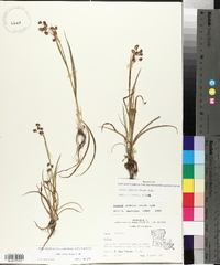 Luzula bulbosa image