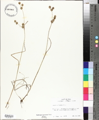 Juncus scirpoides image