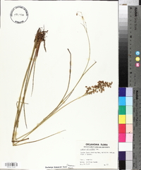 Juncus scirpoides image