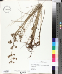 Juncus texanus image