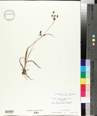 Luzula echinata var. mesochorea image