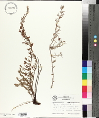 Krameria secundiflora image