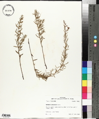 Krameria lanceolata image