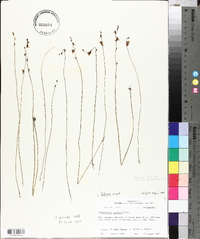 Utricularia juncea image