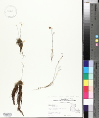 Utricularia gibba image