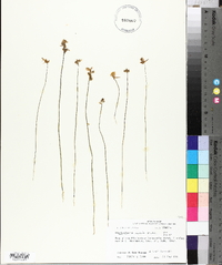 Utricularia cornuta image