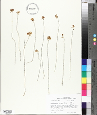 Utricularia cornuta image