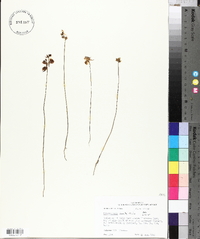 Utricularia cornuta image