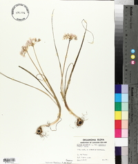 Allium canadense var. mobilense image