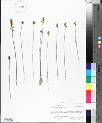 Utricularia cornuta image