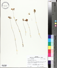 Utricularia cornuta image