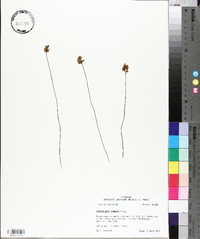 Utricularia cornuta image