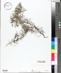 Utricularia gibba image