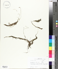 Utricularia gibba image