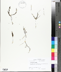 Utricularia gibba image