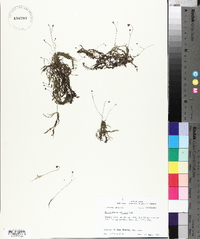 Utricularia gibba image