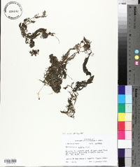 Utricularia gibba image