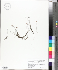 Utricularia gibba image